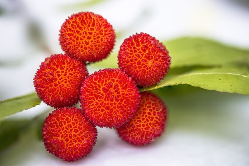Edible Landscapes